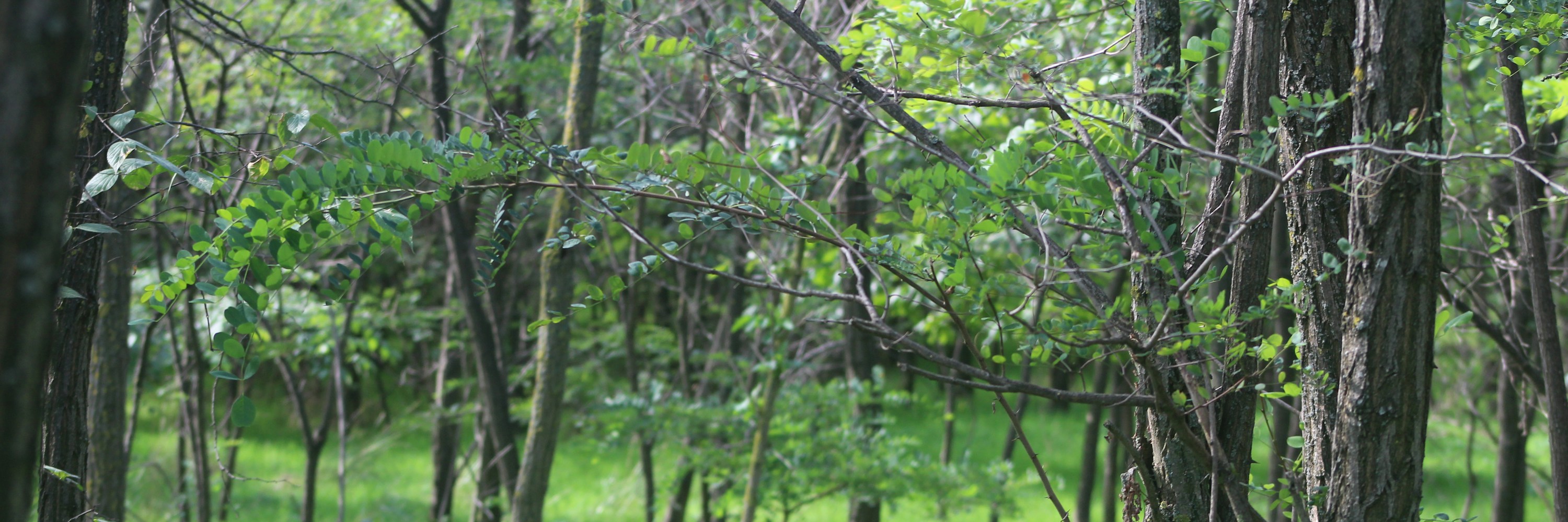 Event 21: Exploring Nature